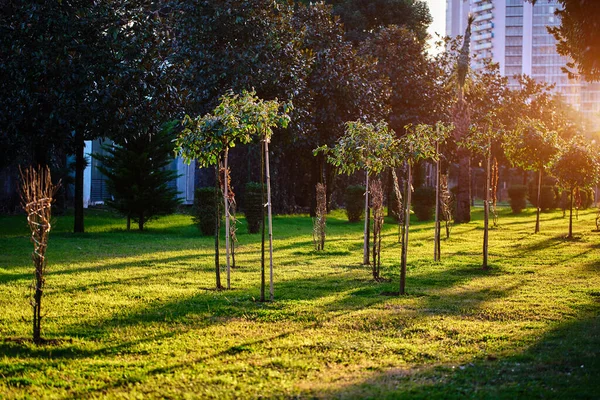 Şehir yeşilleniyor, bir şehir parkında ağaç dikiliyor. 