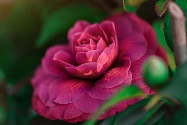 美しいピンク色のバラの花びらが咲きます 花のクローズアップ — ストック写真