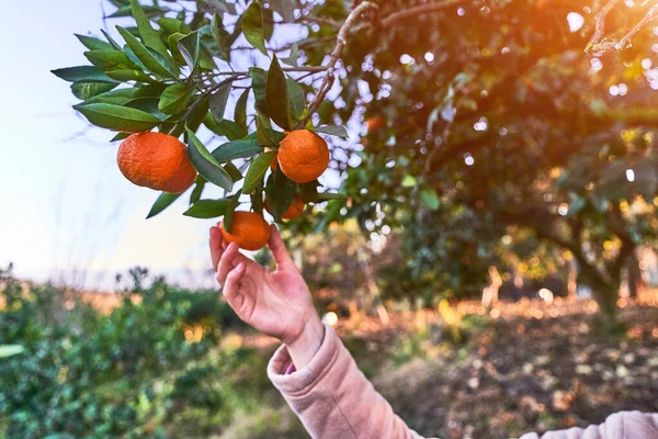 Verse Sinaasappel Biologische Mandarijnen Mandarijnen — Stockfoto