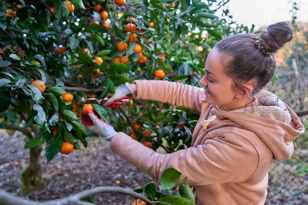 Vrouwelijke Boer Werkhandschoenen Snijdt Rijpe Oranje Mandarijnen Van Takken Met — Stockfoto