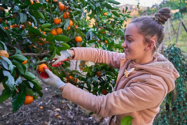 Vrouwelijke Boer Werkhandschoenen Snijdt Rijpe Oranje Mandarijnen Van Takken Met — Stockfoto