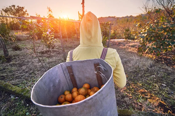 Jordbrukare Skörd Mogna Apelsinmandariner Citrusfruktträdgård Georgien — Stockfoto