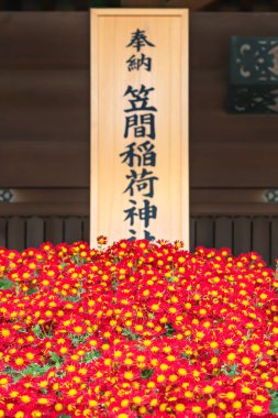 Asakusa, Japonya - Kasım 03 2019: Meiji İmparatoru 'nun doğum yıldönümü olan 3 Kasım' da Meiji Jingu Tapınağı 'nda düzenlenen Sonbahar Büyük Festivali için kırmızı kasımpatı çiçekleri sergilenmektedir..