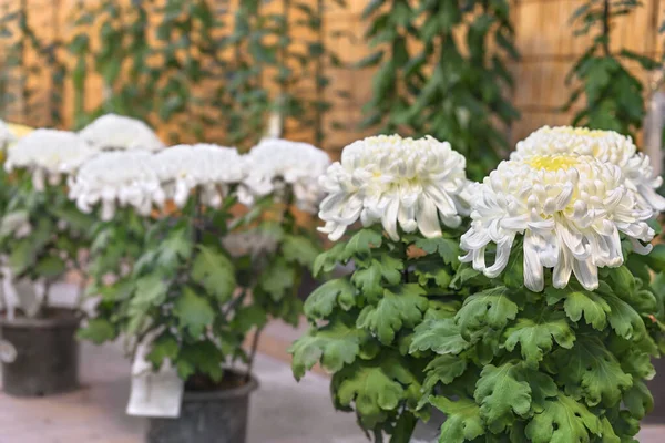 Shibuya Japón Noviembre 2020 Primer Plano Las Flores Crisantemo Morifolium — Foto de Stock