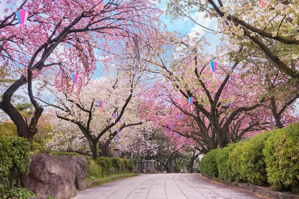 Tokyo Japonsko Duben 2020 Cesta Parku Asukayama Přehlédnuta Kvetoucími Japonskými — Stock fotografie