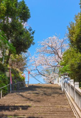Tokyo, Japonya - 13 Nisan 2020: Tokyo 'nun en yüksek dağı olan Atago Tapınağı' ndaki ünlü samuray Magaki Heikurou 'nun başarı merdivenlerinin tepesindeki kiraz ağacı..