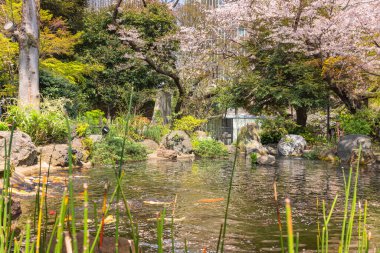 Tokyo, Japonya - 30 Mart 2021 Atago Tapınağı Japon koi balıklarının yüzdüğü yere düşen kiraz yapraklarıyla kaplı..