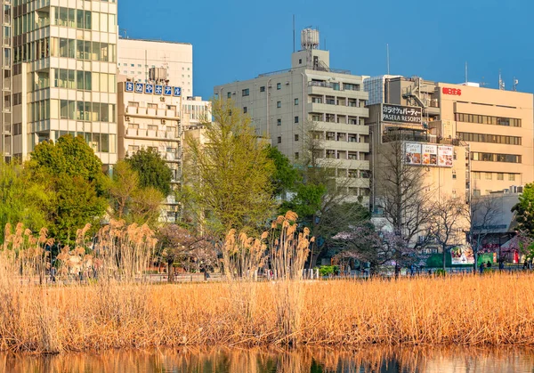 Tokyo Japão Abril 2021 Hastes Lótus Secos Grama Pampas Lagoa — Fotografia de Stock