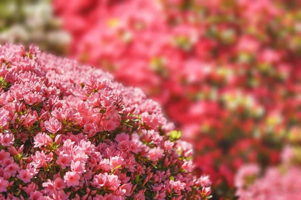 Közelkép Rózsaszín Azálea Virágok Alatt Tsutsuji Matsuri Fesztivál Japán Shintoist — Stock Fotó