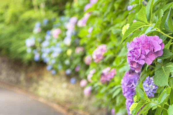 Japanese purple hydrangea flowers called ajisai or hon-ajisai blossoming along the Asuka-no-komichi road behind the Asukayama Park famous for its hortensias in June.