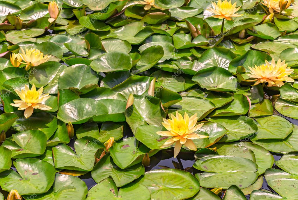 tokyo, Japón - 11 de junio de 2021: Lirios de agua amarilla japoneses  flores de loto nenuphar en el agua del Estanque Sur o minami-ike del Jardín  Interior Meiji Jingu dedicado al