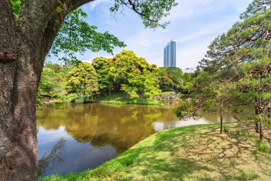Tokyo, Japonya - Mayıs 03 2021: Koishikawa Korakuen Parkı 'ndaki küçük bir Shintoist Hokora tapınağı ile Japon Oizumisui gölünün kenarında büyük bir kiraz ağacı ve siyah bir çam sandığı..
