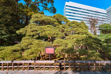 Tokyo, Japonya - Nisan 09 2021: 300 yıllık çam denilen dev kara çam, altıncı Shogun Tokugawa tarafından Japon Hama-Rikyu bahçesinin bahçesine dikildi..