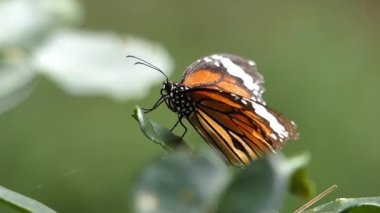 Yeşil yapraklar ve bulanık yeşil arkaplan üzerine turuncu kelebeği kapat