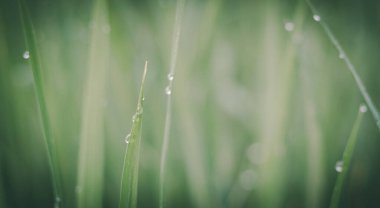 Açık yeşil pirinç yapraklarındaki su damlacıkları ve bulanık yeşil doğa arka planı. Vintage filtresi
