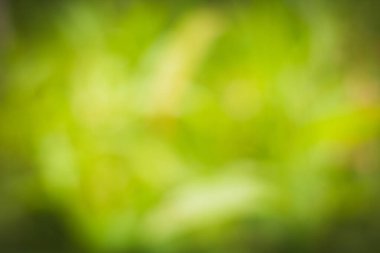 Arkaplan için yeşil doğal özet