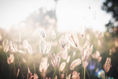 Küçük çimenler ve güneş ışığı