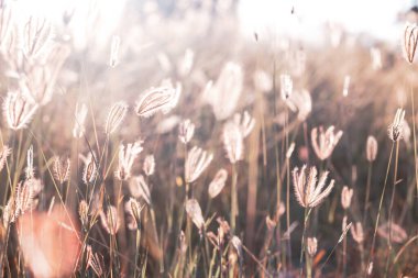 Küçük çimenler ve gün batımının ışığı