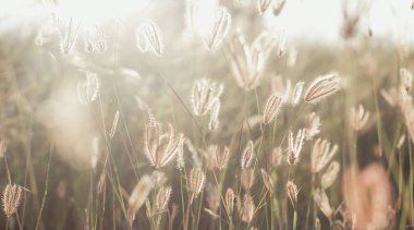 Küçük çimenler ve gün batımının ışığı ve bulanık doğal arkaplan