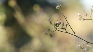 Rüzgarda hareket eden küçük çimen çiçeği ve bulanık doğa arka planı