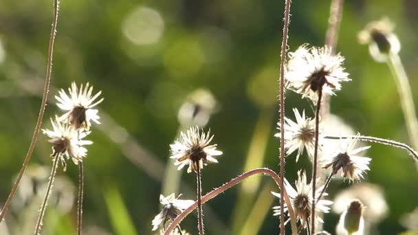 Pequeña Flor Hierba Que Mueve Viento Luz Del Sol Fondo — Vídeo de stock