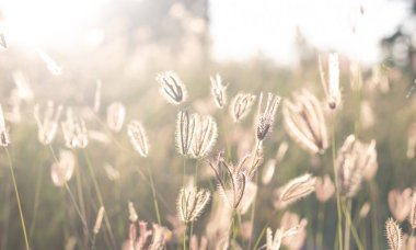 Küçük çimenler ve gün batımının ışığı ve bulanık doğal arkaplan