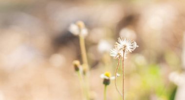 Küçük çimen çiçeği ve bulanık doğal arkaplan