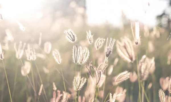 Küçük çimenler ve gün batımının ışığı ve bulanık doğal arkaplan