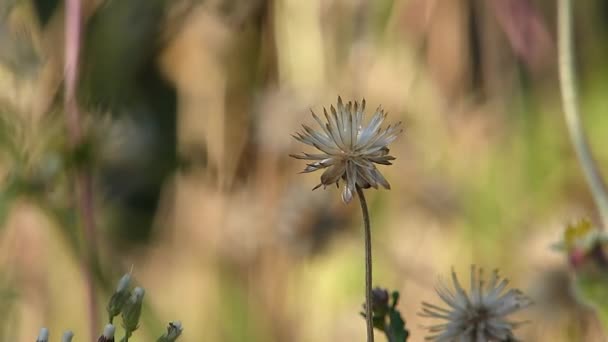 Close Pequena Flor Grama Movendo Vento Desfocar Fundo Natural — Vídeo de Stock