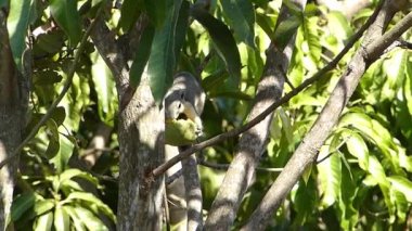 Kahverengi bir sincap ağaçta mango yiyor..