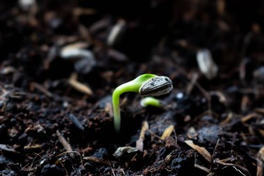 Kara toprakta filizlenen küçük ayçiçeğini kapat.