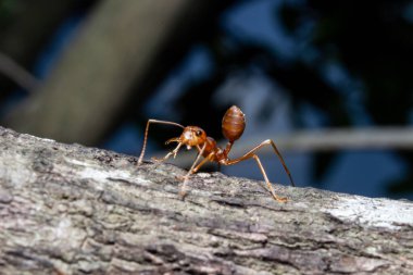 Kahverengi kuru dalda küçük kırmızı karıncayı kapat