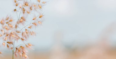 Küçük kahverengi çimen çiçekleri ve bulanık doğa arka planı