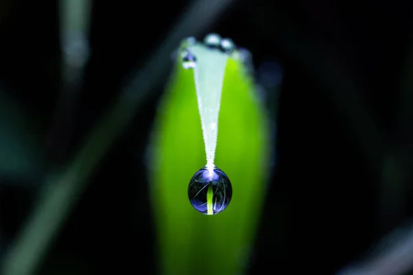 Gotas Água Ponta Grama Verde Fundo Escuro — Fotografia de Stock