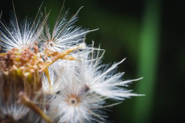 Küçük beyaz çim tohumlarını kapatın.