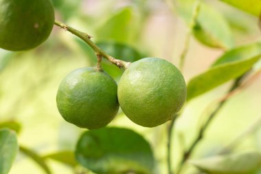 Kireç ağacındaki yeşil limonu kapat