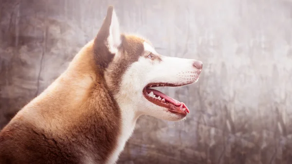 クローズ アップ ヘッド ショットそれが持っているシベリアン ハスキーの犬茶色の髪、 — ストック写真