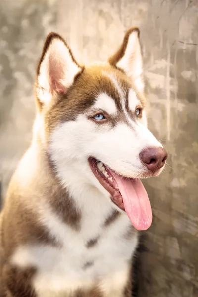 クローズ アップ ヘッド ショットそれが持っているシベリアン ハスキーの犬茶色の髪、 — ストック写真