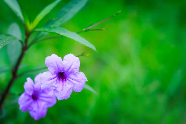 Flores púrpuras brillantes sobre un fondo verde — Foto de Stock