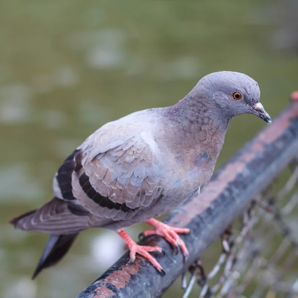 Bir raf üzerinde güvercin levrek