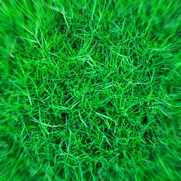 Action of zoom to  green grass for background texture — Stock Photo, Image