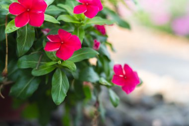 Güzel odak ihale çiçekli retro arka plan bulanıklık. Flo