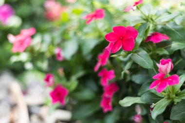 Güzel odak ihale çiçekli retro arka plan bulanıklık. Flo