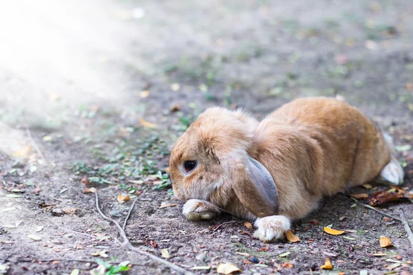 Carino coniglio bambino coniglio — Foto Stock