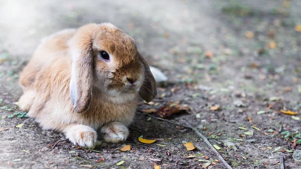 Carino coniglio bambino coniglio Fotografia Stock