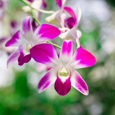 Bahçede pembe orkide çiçeği