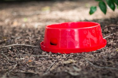 Kırmızı su kase için kuru yapraklar üzerinde koymak belgili tanımlık köpek.