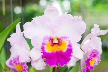 Görüntü arka plan üzerinde Cattley orkide kapatın