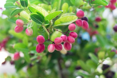 Carissa carandas bulanıklık adam üzerinde