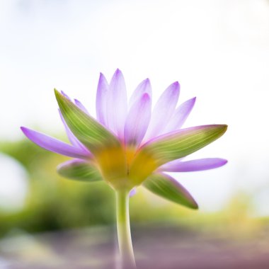 Görünüm altında yumuşak odak güzel mor Lotus çiçeği veya su 